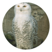 Snowy Owl stickers by Thorninger Snowy Owl stickers