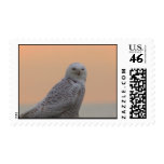 Snowy Owl Sunrise Stamps