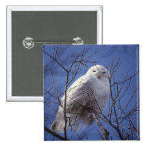 Snowy Owl - White Bird against a Sapphire Blue Sky Pinback Button