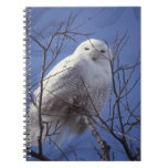 Snowy Owl - White Bird against a Sapphire Blue Sky Spiral Notebooks