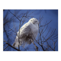 Snowy Owl - White Bird against a Sapphire Blue Sky postcards