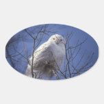 Snowy Owl - White Bird against a Sapphire Blue Sky Sticker