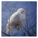 Snowy Owl - White Bird against a Sapphire Blue Sky Tiles