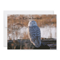 Snowy Owl Winking Invite