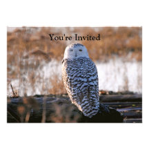 Snowy Owl Winking Invite