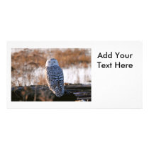 Snowy Owl Winking Photo Card Template