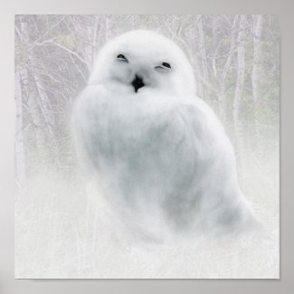 Snowy Owlet Poster