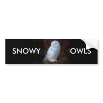 SNOWY OWLS - bumper sticker bumper stickers