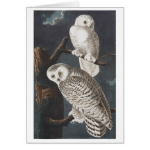 Snowy Owls Cards