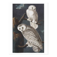 Snowy Owls Postcards