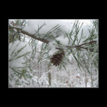Snowy Pine Branch Postcard