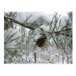 Snowy Pine Branch Postcard