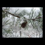 Snowy Pine Branch Print