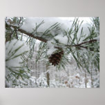 Snowy Pine Branch Print