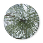 Snowy Pine Needles Fridge Magnets