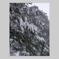 Snowy Pine posters