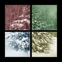 Snowy Pine Wrapped Canvas canvas prints