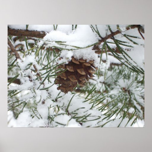 Snowy Pinecone Print
