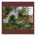 Snowy Pinecones Tree Poster posters