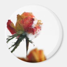 Snowy Rose Refrigerator Magnet