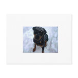 Snowy Sammy Postcard