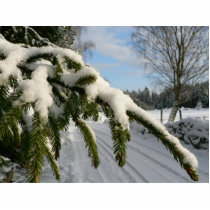 Snowy Spruce Branch photo sculptures