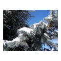 Snowy Spruce posters