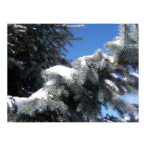 Snowy Spruce posters