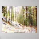 Snowy Sunlit Forest Glade #2 posters