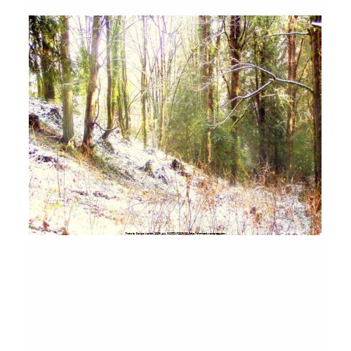 Snowy Sunlit Forest Glade #2 shirt