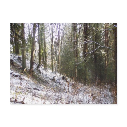 Snowy Sunlit Forest Glade postcard