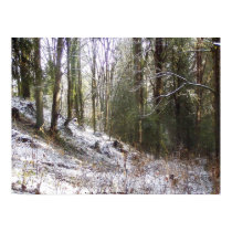 Snowy Sunlit Forest Glade posters