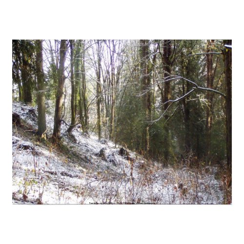 Snowy Sunlit Forest Glade print