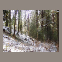 Snowy Sunlit Forest Glade posters by dlmtleArt Snowy Sunlit Forest Glade posters