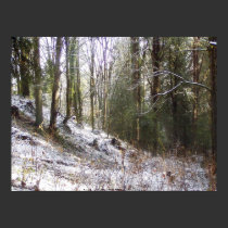 Snowy Sunlit Forest Glade Print