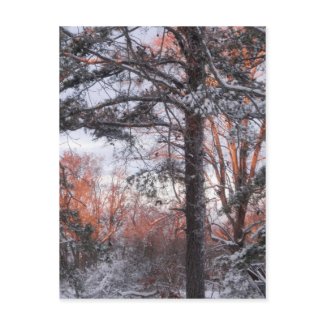 Snowy Sunrise Winter Snow Pine Tree Photo Post Cards