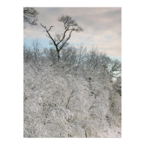 Snowy tree at Singing Beach posters by newmom05 Snowy tree at Singing Beach posters