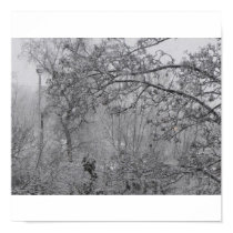 Snowy trees posters