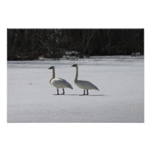 Snowy Trumpeter Swans Photograph