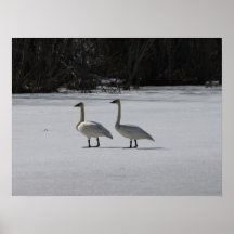 Snowy Trumpeter Swans Print