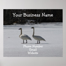 Snowy Trumpeter Swans; Promotional Poster