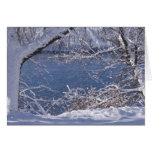 Snowy White Card cards