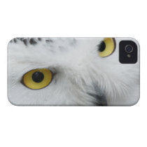 Snowy white owl owls photograph case-mate iphone 4 case