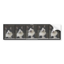 SNUFFLES  - Fun Black & White Cat Bumper Sticker