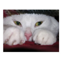 Snug As a Bug Postcard postcards