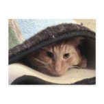 Snug As Bug Postcard