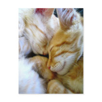 Snuggle Kittens Postcard by thehatch Snuggle Kittens Postcard