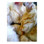 Snuggle Kittens Postcard