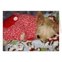 Snuggled in for Christmas cards