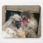 Snuggling Silkie Chickens Hens - Poultry Mousepad mousepads